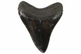 Fossil Megalodon Tooth - Serrated Blade #88660-2